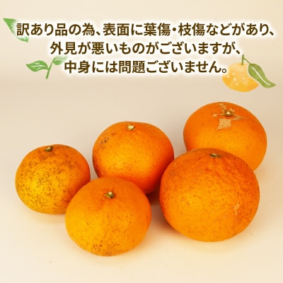 訳あり きよみ 8kg 玉津柑橘倶楽部 B010-072033