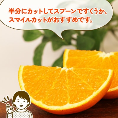 訳あり きよみ 8kg 玉津柑橘倶楽部 B010-072033