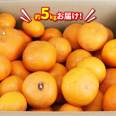 訳あり 清見タンゴール 5kg マル南フルーツ B010-106024