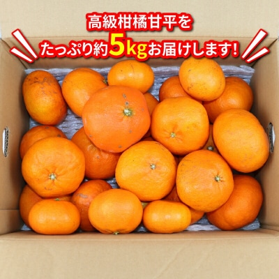 訳あり 甘平 5kg 玉津柑橘倶楽部 B015-072027