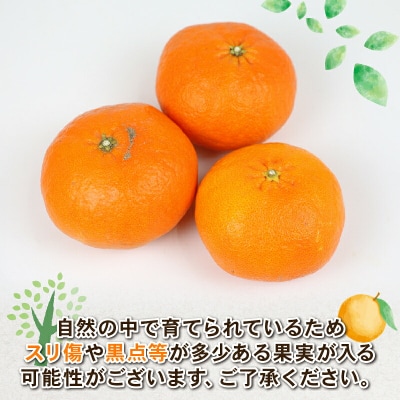 甘平 4kg Shirai.agrifarm B020-115005