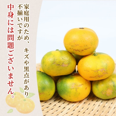 家庭用 極早生みかん 10kg 矢野青果 B024-171024