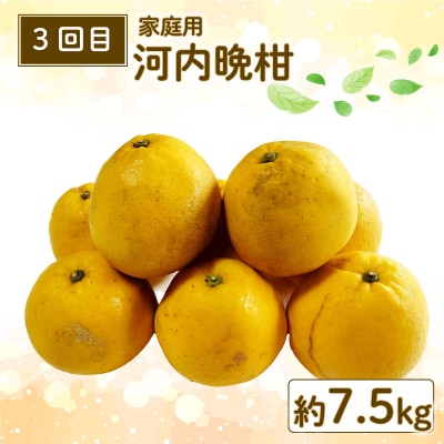 柑橘 3回定期便 玉津柑橘倶楽部 B030-072048