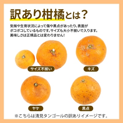 訳あり 人気柑橘 3回定期便 マル南フルーツ B030-106045