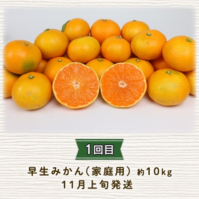定期便3回(早生みかん・愛果28号・河内晩柑お楽しみセット) 陽だまりミカン B045-050005