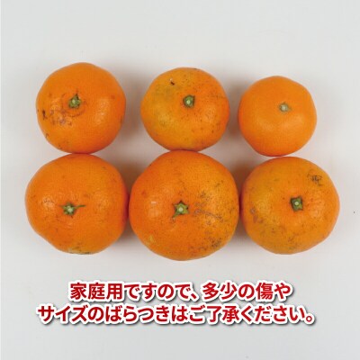 温州みかん 8kg 平石農園 B010-017008