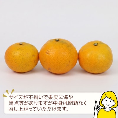 訳あり 温州みかん10kg 平石農園 B010-017009