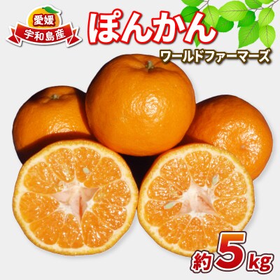 ぽんかん 5kg ワールドファーマーズ B010-024031
