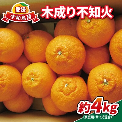 木成り不知火 4kg 南四国ファーム B010-035005