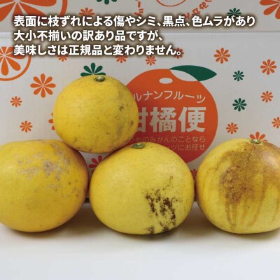 訳あり 文旦 10kg マル南フルーツ B010-106038