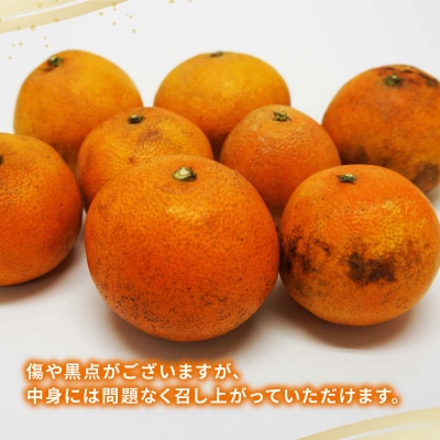 訳あり 愛果28号 3kg マル南フルーツ B010-106051