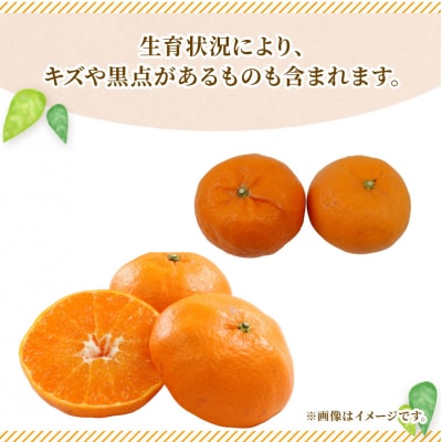 準贈答用 季節のみかん詰合せ 5kg 矢野青果 B010-171034
