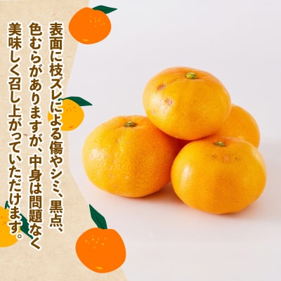 訳あり 温州みかん6kg スーパー山田屋 B010-198001