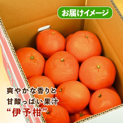 訳あり 伊予柑 5kg スーパー山田屋 B010-198005