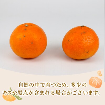 贈答用 ポンカン5kg まるはま農園 B010-202002