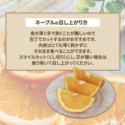訳あり ネーブルオレンジ2kg くり房 B010-204008