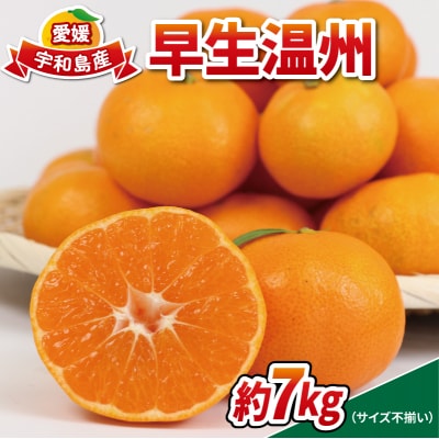 早生温州 7kg 南四国ファーム B010-035001