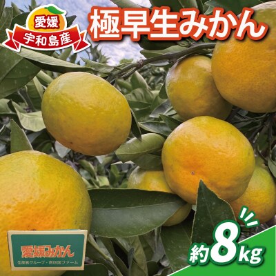 極早生みかん 8kg 南四国ファーム B010-035021