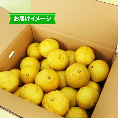 はるか 9kg つばさ農園 B010-048002