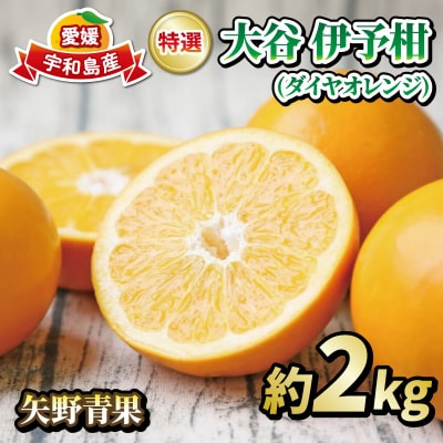 特選 大谷伊予柑2kg 矢野青果 B012-171042