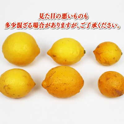 レモン9kg 兵頭農園 B015-055011
