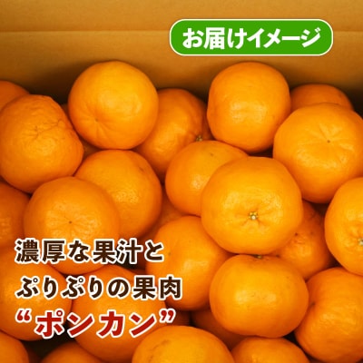 訳あり ポンカン9kg スーパー山田屋 B016-198004