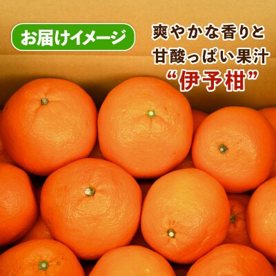 訳あり 伊予柑10kg スーパー山田屋 B016-198006