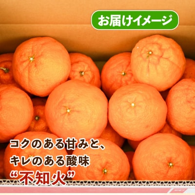 訳あり 不知火8kg スーパー山田屋 B016-198010