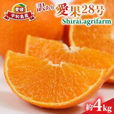 訳あり 愛果28号4kg Shirai.agrifarm B015-115013