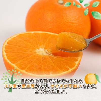 訳あり 愛果28号4kg Shirai.agrifarm B015-115013
