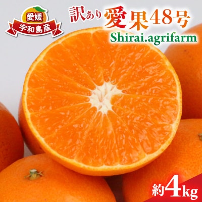 訳あり 愛果48号 4kg Shirai.agrifarm B020-115012