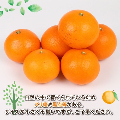 訳あり 愛果48号 4kg Shirai.agrifarm B020-115012