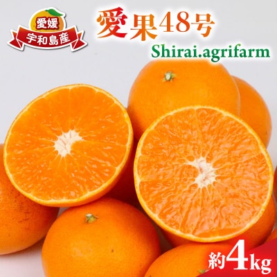 愛果48号 4kg Shirai.agrifarm B030-115007