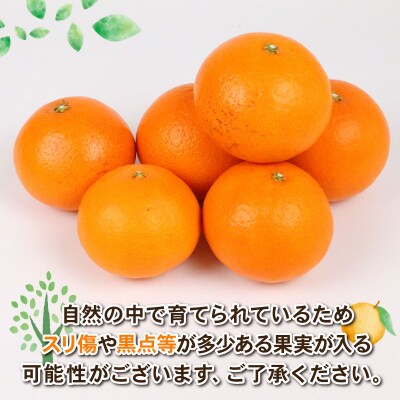 愛果48号 4kg Shirai.agrifarm B030-115007