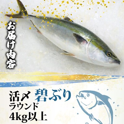 碧ぶりラウンド 4.0kg 南予ビージョイ D038-150025