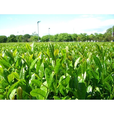 煎茶・芽茶・抹茶の絶妙ブレンド茶200g4本+老舗醤油屋の醤油煎餅のセット | お茶 _BF11