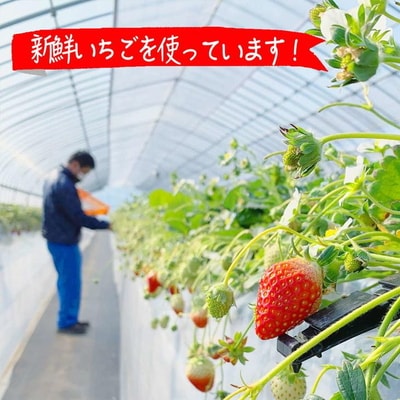 摘みたて!便利な小分け!冷凍いちご2kg(500g×4) | いちご 苺 イチゴ _BI09