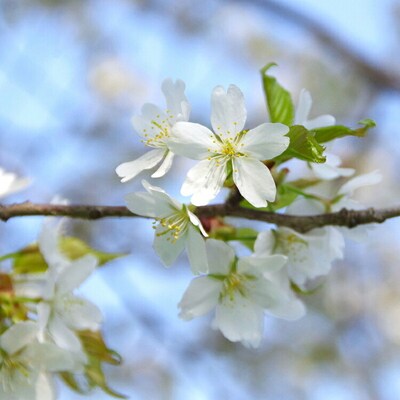 山桜はちみつと春の田舎はちみつの3種ギフトセット[B3山桜] 【茨城県共通返礼品/五霞町】_EY02