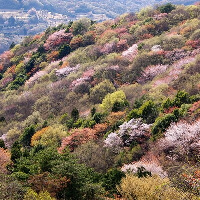 山桜はちみつと春の田舎はちみつの3種ギフトセット【茨城県共通返礼品/五霞町】 _EY01