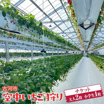 古河市 空中いちご狩り チケット 大人2枚 小学生1枚 ※2025年4月～発送 _FV02