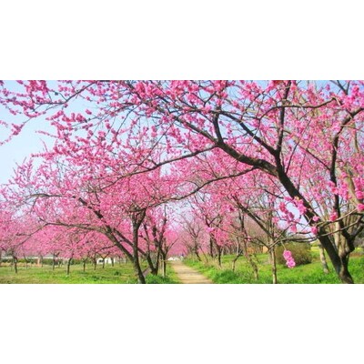 古河公方公園摘み さしま茶 オリジナルポストカード2枚付き ※着日指定可 _DP20