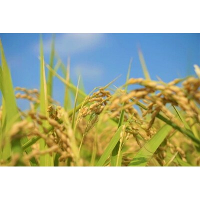 【令和7年産】茨城県産コシヒカリ20kg(10kg×2袋)精米JA茨城むつみ _CL06