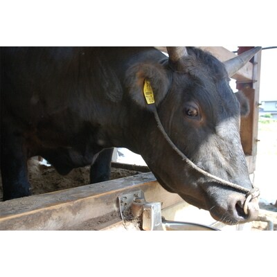 古河市で育った常陸牛!切り落とし650g | 肉 牛肉 650グラム 国産 茨城県 _AO04