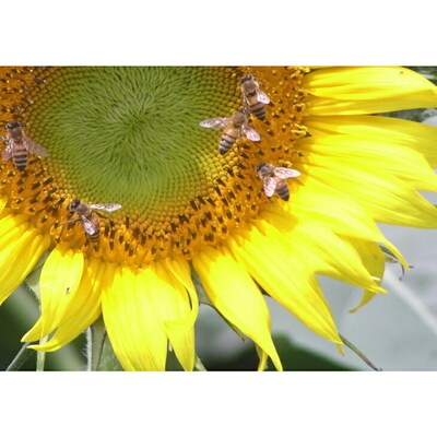 4種類の花の香りを楽しむ純水国産蜂蜜セット〔アカシア・ユリノキ・エゴ・ヒマワリ〕 _AR01