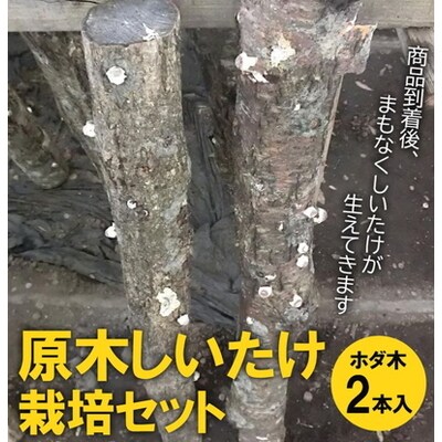 原木しいたけ栽培セット・ホダ木2本入り | しいたけ シイタケ 椎茸 栽培キット _DR04
