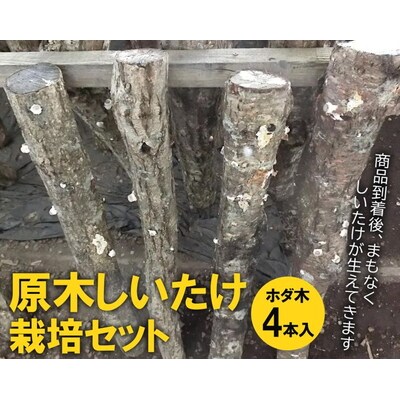 原木しいたけ栽培セット・ホダ木4本入り | しいたけ シイタケ 椎茸 栽培キット _DR05