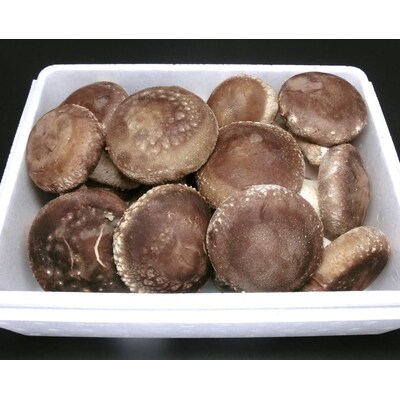 原木生しいたけ 1kg 特大厚肉品 特選品 贈答用 農薬不使用 脱炭素 _DR02