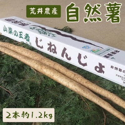 自然薯(2本 約1.2kg) | 1.2キロ ご飯のお供 野菜 とろろ 栽培 健康 _AC01