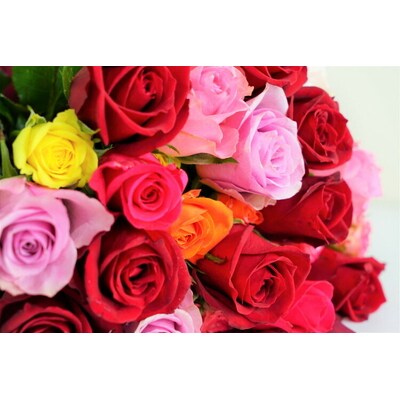 生産農家直送!大輪のバラ花束15本セット | 15本 植物 花 華 お花 フラワー _AL03