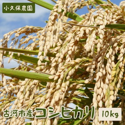 【令和7年産】古河市産 コシヒカリ10kg【小久保農園】 | 米 茨城県 こめ コメ _AS02